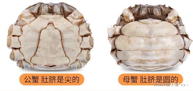 大閘蟹吃公的還是母的 大閘蟹公母都有蟹黃嗎 大閘蟹吃公的還是母的 大閘蟹公母都有蟹黃嗎