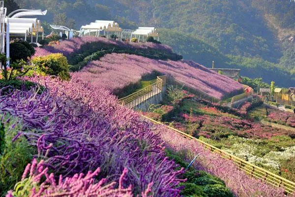 新津花舞人間<a href='http://www.eurekaspringsshopping.com/' target=_blank>旅游攻略</a> 附門票價(jià)格及交通指南